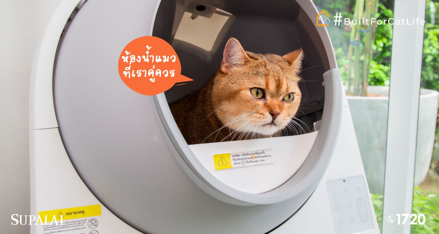 1708-Blog-เลี้ยงแมวในบ้านไม่ให้รบกวนเพื่อนบ้าน-กระบะทราย.jpg