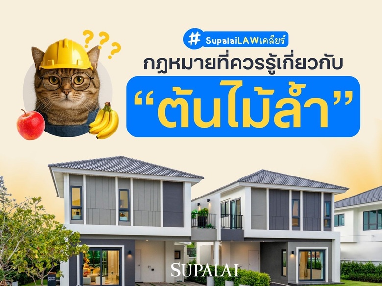 กฎหมายเกี่ยวกับต้นไม้ล้ำที่ควรรู้  ต้นไม้เพื่อนบ้านรุกล้ำ เราจะทำได้อย่างไรบ้าง