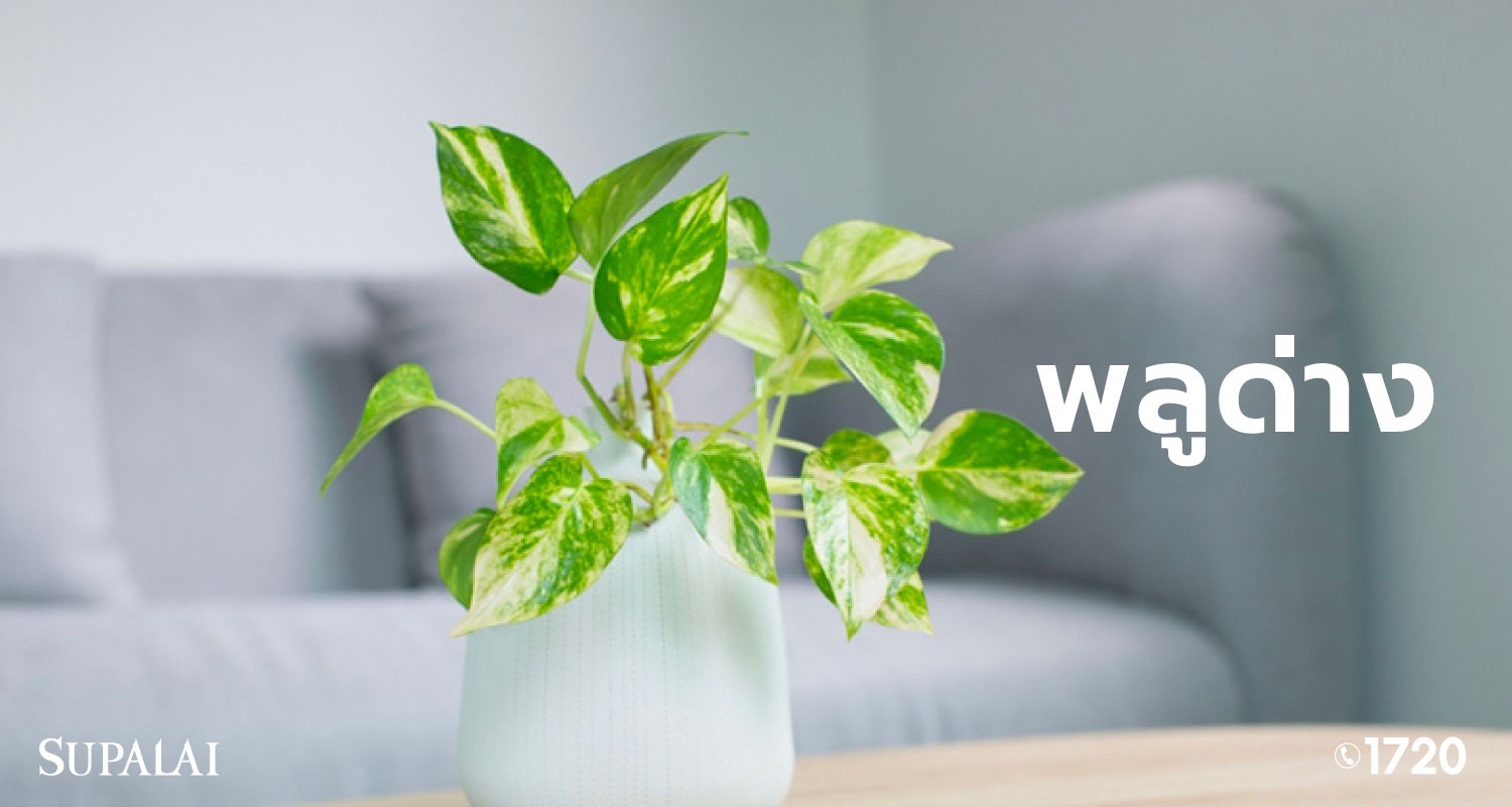 2009-Blog-ต้นไม้แต่งบ้าน-04.jpg