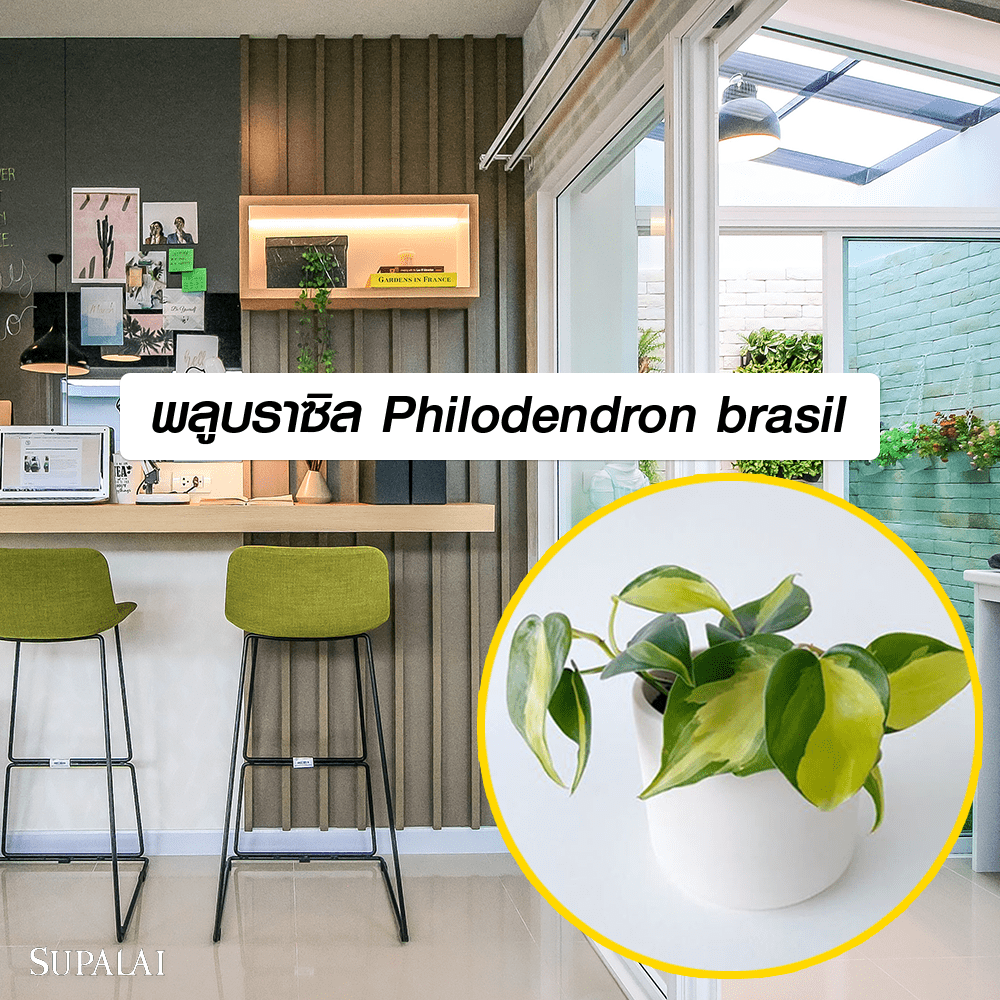 Philodendron-brasil.png
