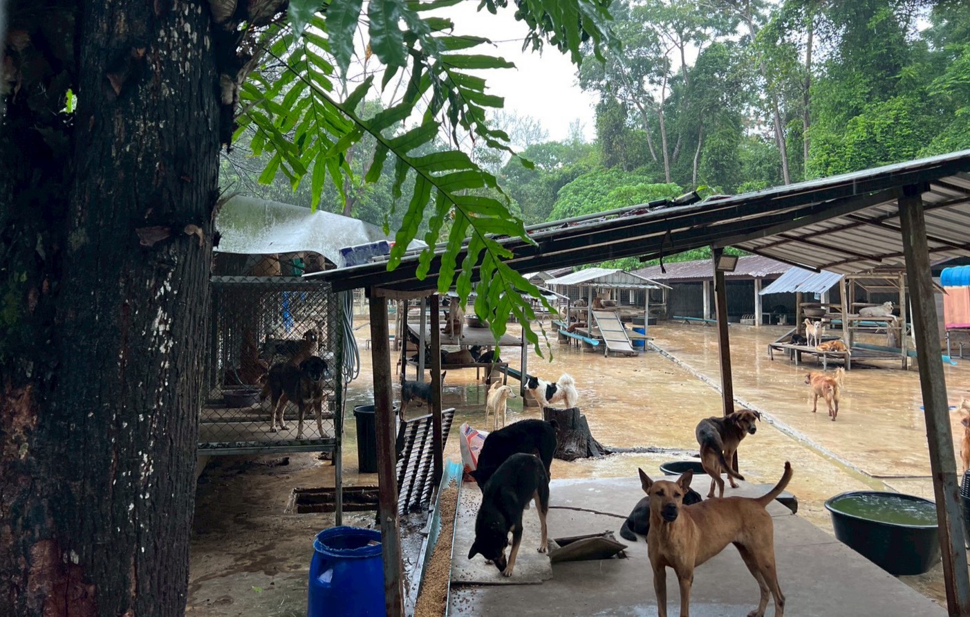 SUPALAI_CSR ภูเก็ต 7