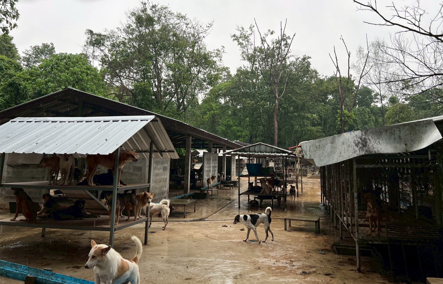 SUPALAI_CSR ภูเก็ต 6
